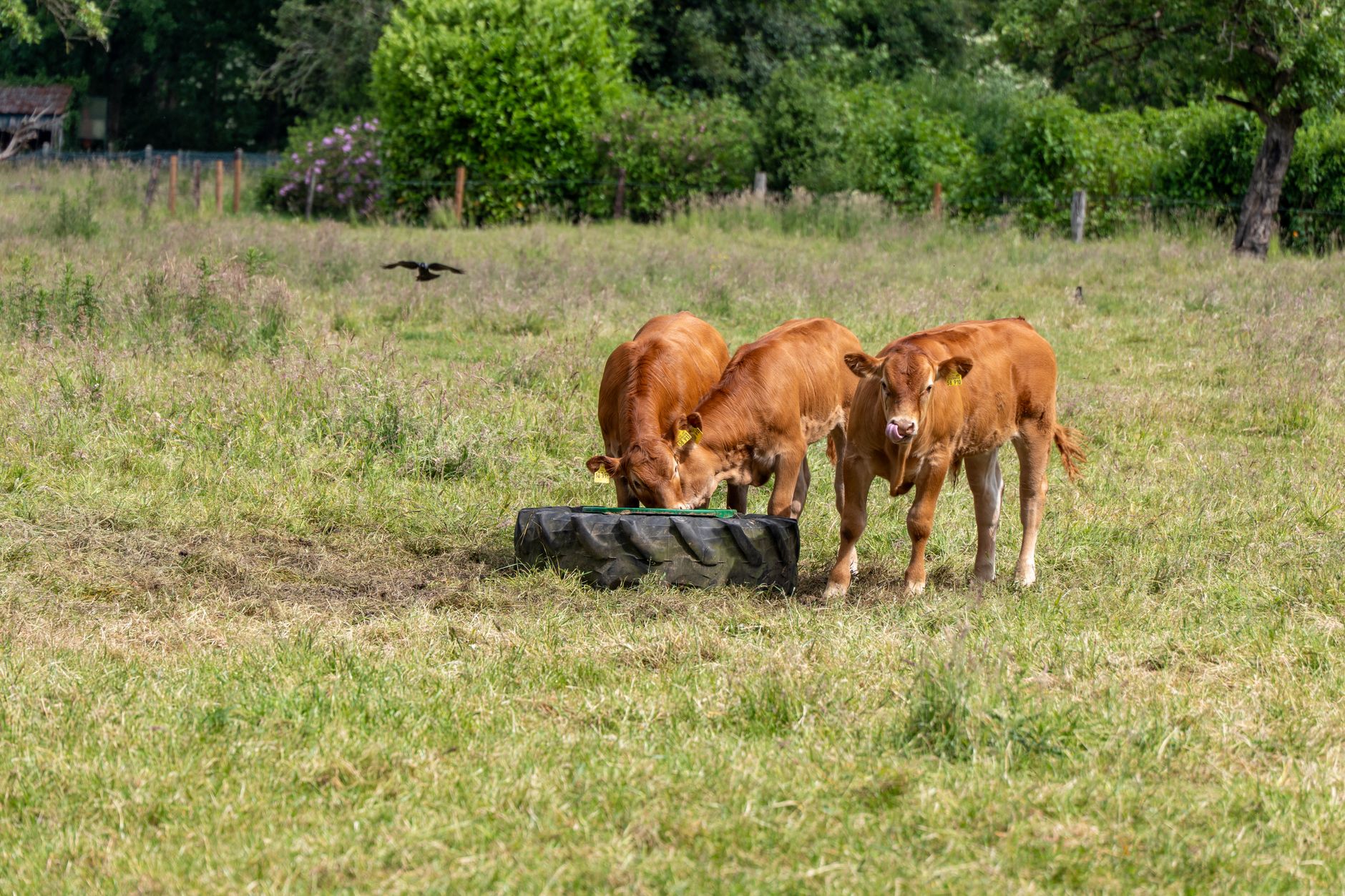 Folgen der Hitze - Futtermangel auf Bauernhöfen - Tiere werden früher geschlachtet