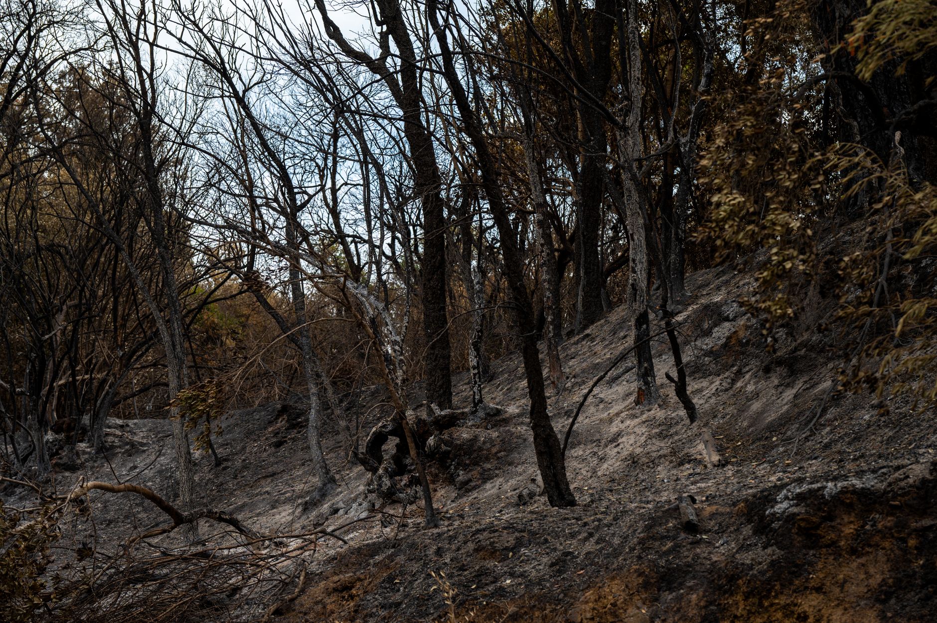 Waldbrände - Evakuierung im nordrhein-westfälischen Kreis Düren - Flammen bedrohen Ortsteil von Hürtgenwald