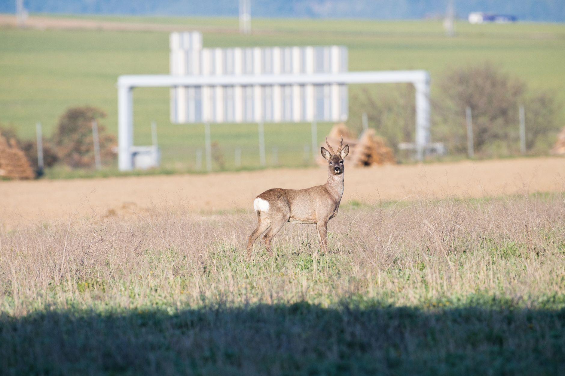 Hinter Kritik an Baerbock steckt ein "alter Streit"